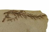 Dawn Redwood (Metasequoia) Fossils - Montana #165216-1